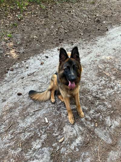 Alles rund um den Schäferhund, diskutieren erwünscht.-Beitrag-Bild