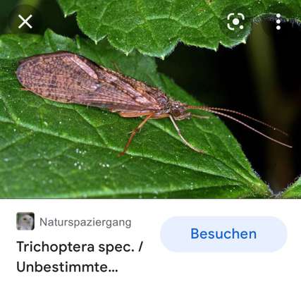 Wer kennt sich mit Insekten aus?-Beitrag-Bild