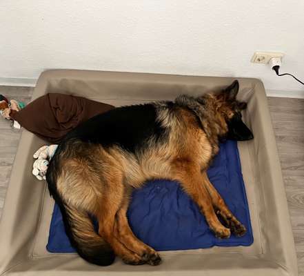 Alles rund um den Schäferhund, diskutieren erwünscht.-Beitrag-Bild