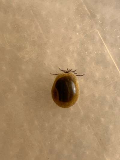 Wer kennt dieses Tier?-Beitrag-Bild