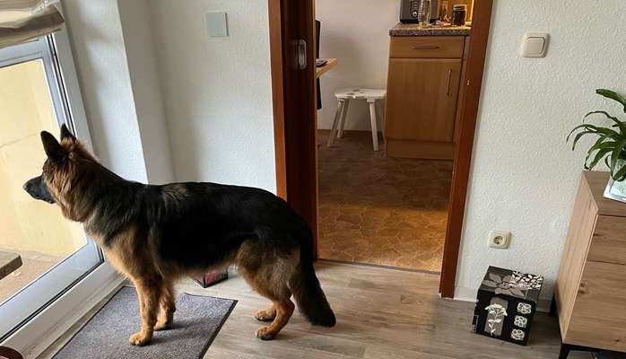 Alles rund um den Schäferhund, diskutieren erwünscht.-Beitrag-Bild