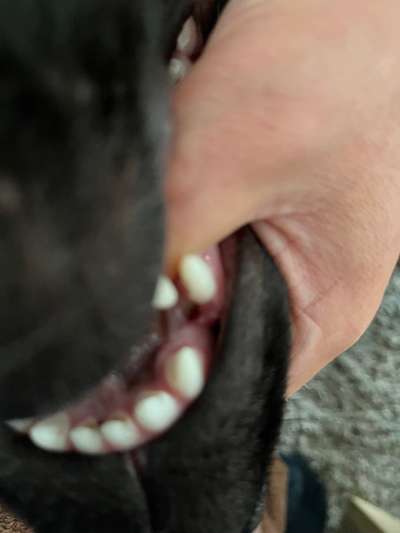 Alles rund um den Schäferhund, diskutieren erwünscht.-Beitrag-Bild