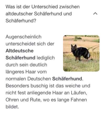 Alles rund um den Schäferhund, diskutieren erwünscht.-Beitrag-Bild