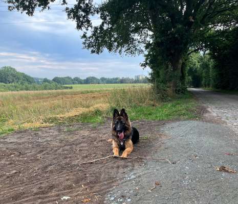 Alles rund um den Schäferhund, diskutieren erwünscht.-Beitrag-Bild