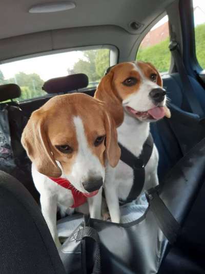 Tongue Out Tuesday-Beitrag-Bild