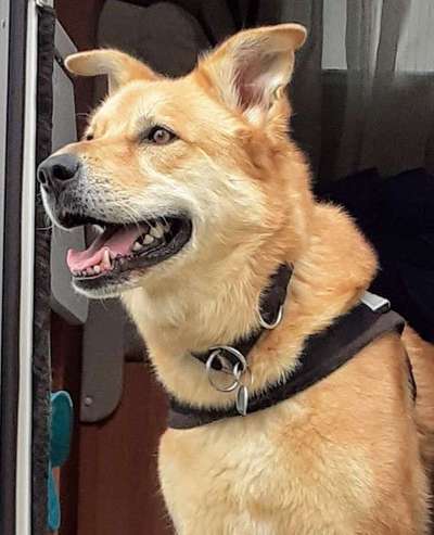 Hund aus dem Spanischen Tierschutz-Beitrag-Bild