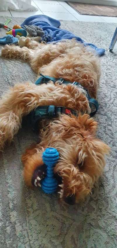 Dogorama Photo Challenge - Spielgesicht-Beitrag-Bild