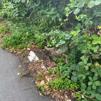 Giftköder-Toter Fuchs im Straßengraben-Bild