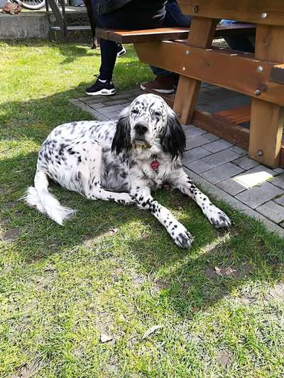 Die Dogorama Kalender Challenge Titelbild-Beitrag-Bild