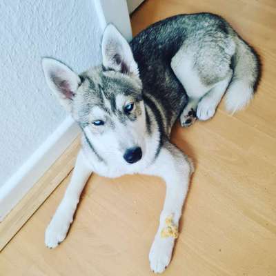 Die Dogorama Kalender Challenge Teil 1/4-Beitrag-Bild