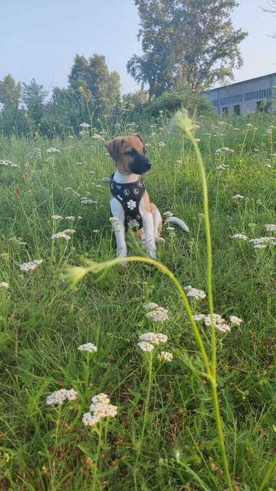 Welpen Bilder !-Beitrag-Bild