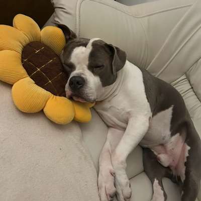 Hundetreffen-Spiel Freundin gesucht-Bild