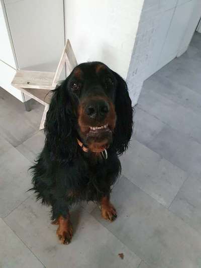 Englisch Setter?-Beitrag-Bild