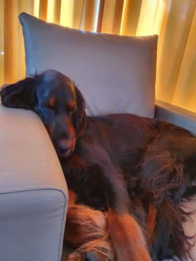 Gordon Setter-Beitrag-Bild
