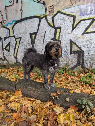 Hundetreffen-Gemeinsame Gassirunden auf dem Tempelhofer Feld-Bild