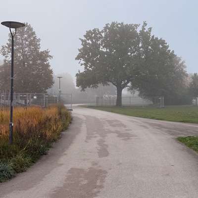 Giftköder-Eichen-Prozessionspinner-Bild