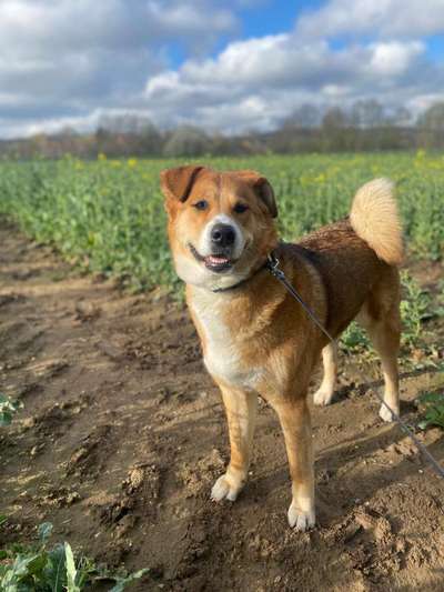 Akita Inu/American Akita (Mix) halter.-Beitrag-Bild