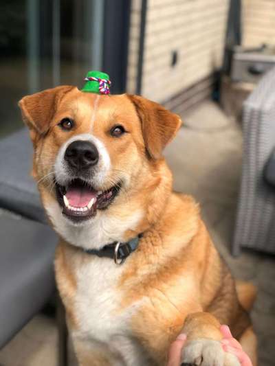 Akita Inu/American Akita (Mix) halter.-Beitrag-Bild