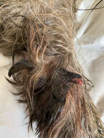 Wolfskralle abgerissen-Beitrag-Bild