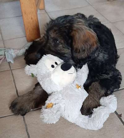 Der Lieblingsplüschi eures Vierbeiners-Beitrag-Bild