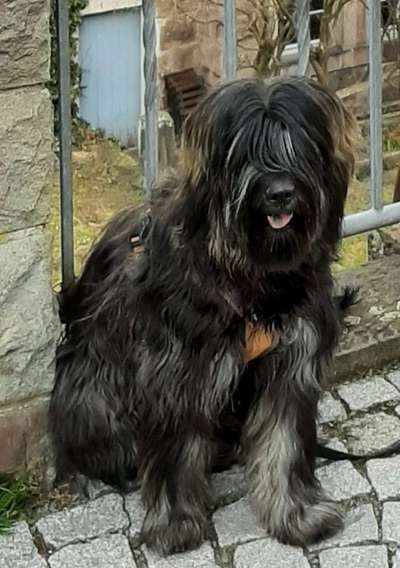 Seltene Rassen!-Beitrag-Bild