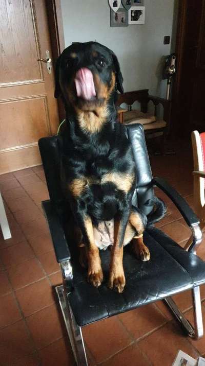 Rottweiler-Beitrag-Bild