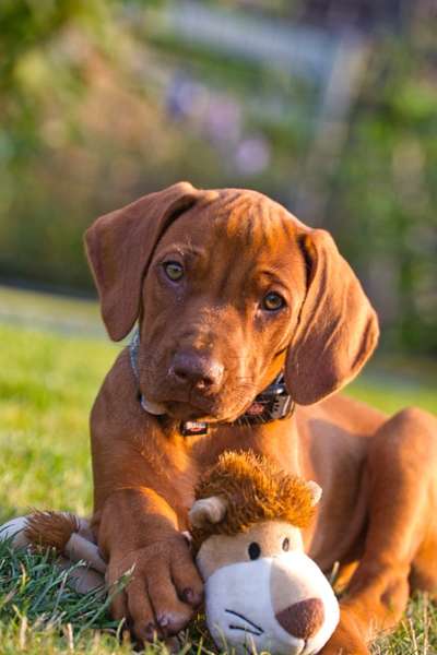 Welpen Bilder !-Beitrag-Bild