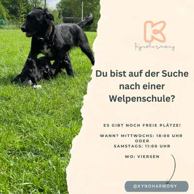 Hundetreffen-Welpenkurse-Bild