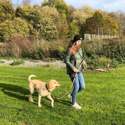 Hundetreffen-Mensch-Hundeteams für Trainingssituationen gesucht!-Bild