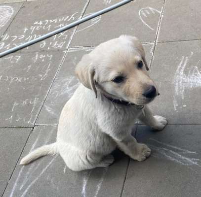 Wo sind meine Labrador Freunde-Beitrag-Bild