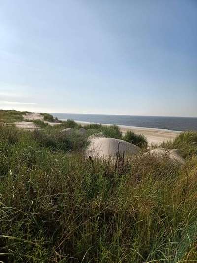 Ostsee mit Hund - Hundestrandnähe-Beitrag-Bild