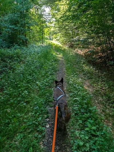 Hundetreffen-Canicross-Bild