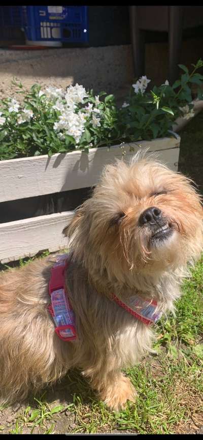 Dogorama Photo Challenge - Hundeblick zum hinschmelzen-Beitrag-Bild