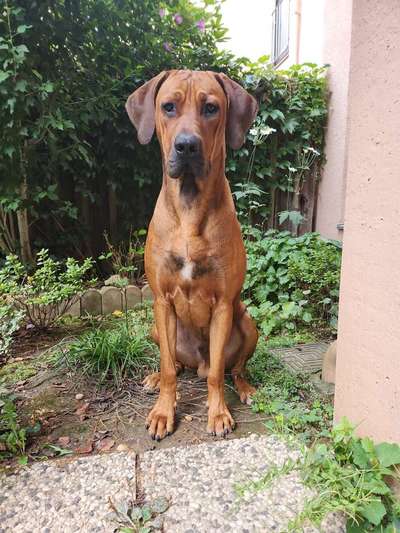 Rhodesian Ridgeback-Beitrag-Bild