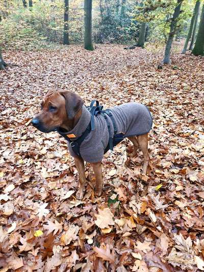 Rhodesian Ridgeback-Beitrag-Bild