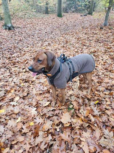 Rhodesian Ridgeback-Beitrag-Bild