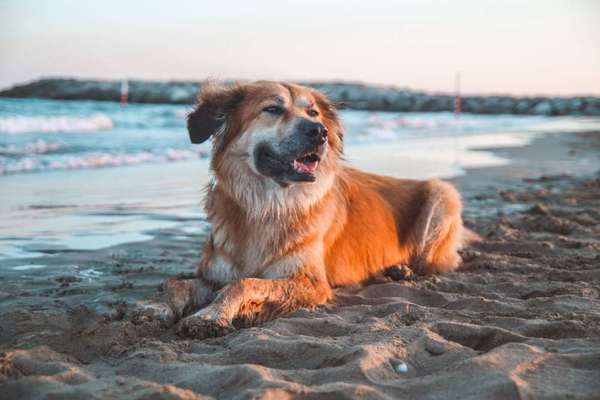 Hundetreffen-Gassirunden mit eventuellem Spiel :)-Bild