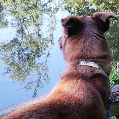 Hundetreffen-Gemeinsam Gassi gehen-Profilbild