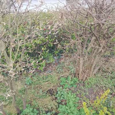 Giftköder-Vermutlich Schneckenkorn-Bild