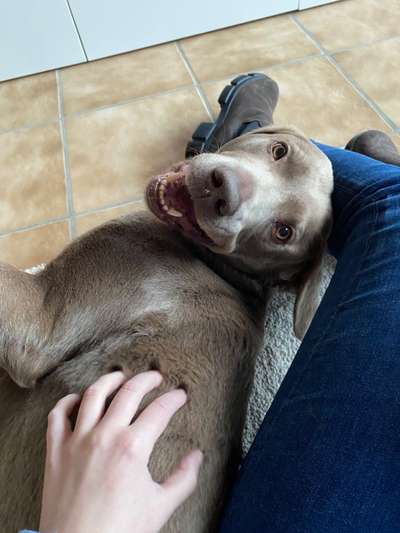 Dogorama Photo Challenge - lustigste Grimasse-Beitrag-Bild