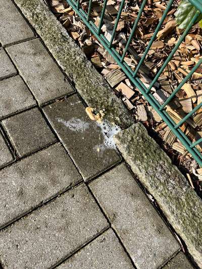 Giftköder-Evtl. Giftköder?-Bild