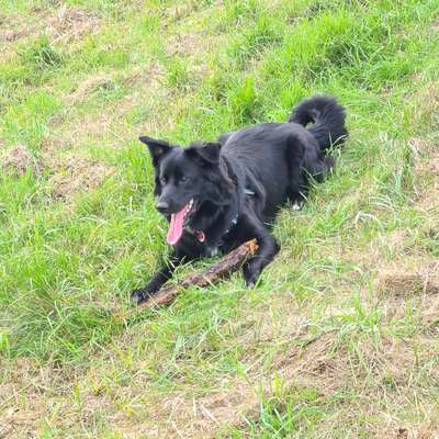 Mischlingshunde Foto Aufruf-Beitrag-Bild