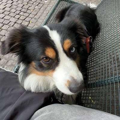 Hundetreffen-Lange Spaziergänge im Freilauf-Bild