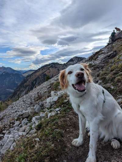 Hundetreffen-Entspannte Naturspaziergänge für Hundefreunde-Bild