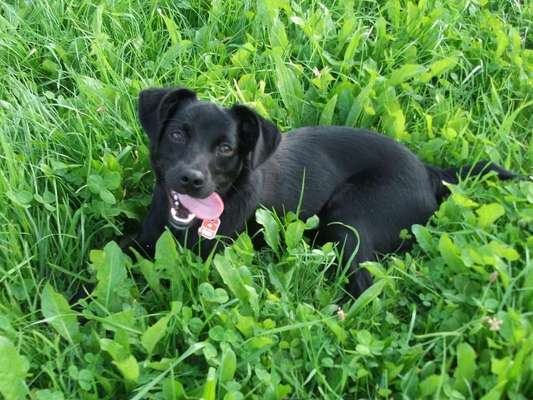 Die Dogorama Monats Challenge "Es grünt und blüht"-Beitrag-Bild