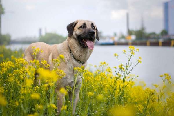 Testrunde Tierportraits aus Öl-Beitrag-Bild