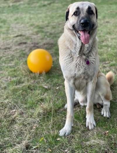 Hundetreffen-Pascha sucht große Spielfreunde-Bild