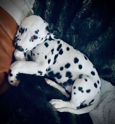 Welpen Bilder !-Beitrag-Bild