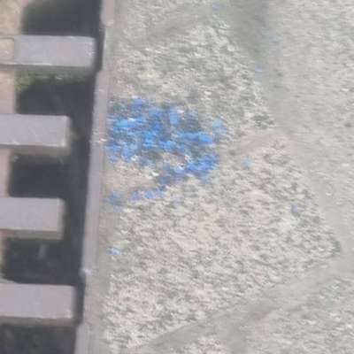 Giftköder-Eventuell Giftköder-Bild