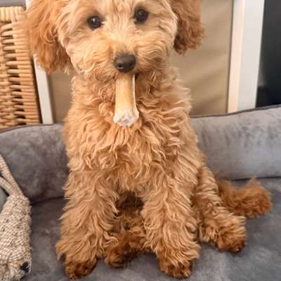 Hundetreffen-Training/ Gassi/ Spiel/ Pudeltreffen-Bild